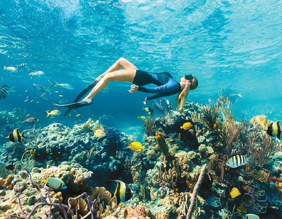 아름다운 산호초 가운데서 스노클링을 즐기는 여행객.