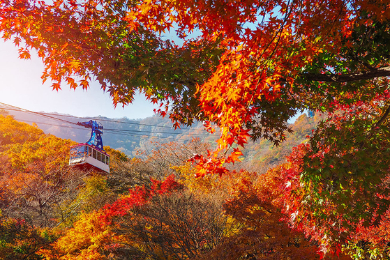 한국 가을의 정취를 드러내는 대표적인 관광지인 설악산에 설치된 케이블카. [사진 동부관광]