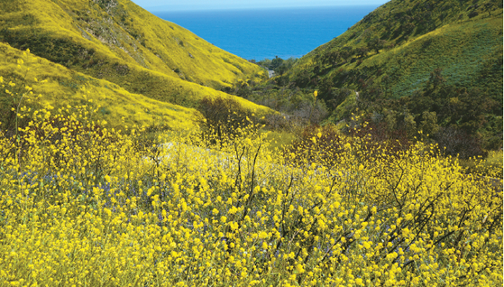 말리부의 솔스티스 캐년은 겨자꽃의 본고장으로 불린다. 하이킹 코스 입구 언덕을 노란 겨자꽃이 뒤덮고 있다.