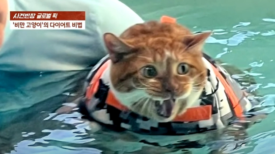 물 위에 '둥둥'…몸무게 13㎏ '비만 고양이' 다이어트 대작전