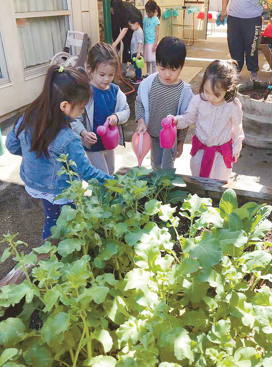 키즈타운 유치원 원생들이 정원에 조성된 텃밭에서 자라는 식물들을 관찰하고 있다. [KYCC제공]
