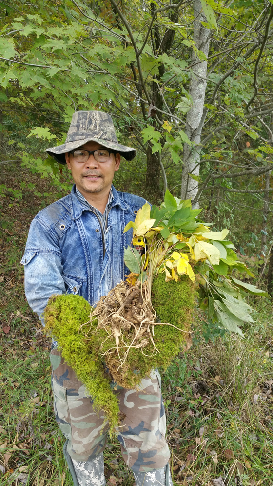 애팔래치아산맥 천종산삼