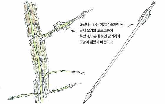 우리 주변 식물들의 비밀 이야기 58 화살나무