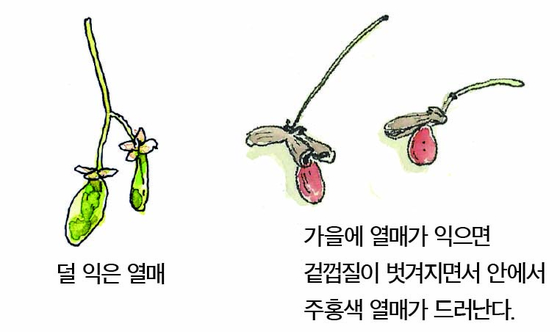 우리 주변 식물들의 비밀 이야기 58 화살나무