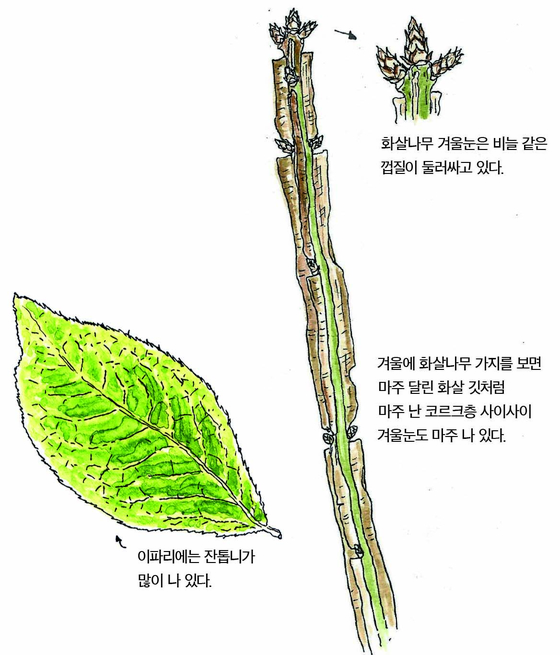 우리 주변 식물들의 비밀 이야기 58 화살나무