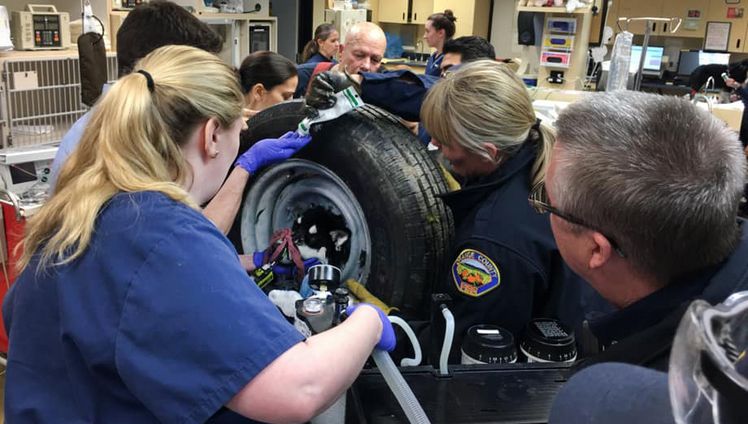 OC소방국 구조팀과 수의사들이 타이어 휠에 머리가 낀 견공을 구출하기 위해 작업을 펼치고 있다. [OC소방국 제공]