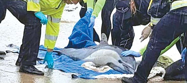 이달 OC해안에서 발견된 돌고래를 퍼시픽해양포유류센터 관계자들이 살펴보고 있다. [PMMC 제공]