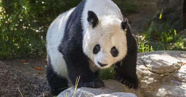 샌디에이고 동물원의 귀염둥이 판다가 조만간 중국으로 영구 귀국하게 돼 수많은 팬들을 안타깝게 하고 있다. [샌디에이고 동물원 웹사이트 캡처]