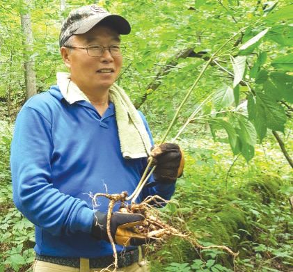 심마니 장석훈 대표는 해마다 산삼시즌에 산속을 누비며 천종산삼을 채취한다.