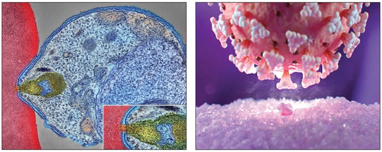 두 사진은 각각 말라리아 기생충과 코로나19 바이러스의 세포 침투과정이다. 왼쪽사진은 전자 현미경으로 촬영했다. 둥근 모양의 말라리아 기생충이 적혈구 벽에 달라붙어 있다. 오른쪽 사진은 투과전자현미경에 잡힌 코로나19 바이러스다. 바이러스의 돌기가 아래 표피세포 수용체와 결합 직전의 모습이다. [미국 국립 앨러지·전염병 연구소 제공]
