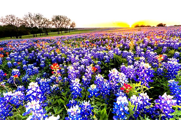1년에 딱 한번 꽃을 피우는 블루보넷의 화려한 매력이 가장 강렬하게 빛을 내는 건 4월 둘째 주 안팎이다. 본지가 블루보넷의 매력을 오롯이 느낄 수 있는 축제 및 장소를 선정해봤다.