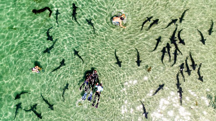 번식을 하기 위해 라호야 쇼어에 몰린 상어 떼와 함께 사람들이 수영을 즐기는 모습. [사진: SD포토그래퍼 Bryan Wright]