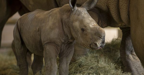 지난 4월 샌디에이고 사파리 파크에서 태어난 새끼 코뿔소 에드워드가 어미인 빅토리아 곁에 서있다. [샌디에이고 사파리 파크 제공] 