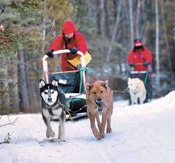 겨울에 꼭 체험해야 할 개썰매. 개가 지치거나 오르막길이 나오면 사람도 썰매를 밀며 힘을 합쳐야 한다.