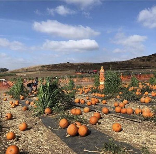 The most popular background for pictures for visitors is in front of the patch of pumpkins. 