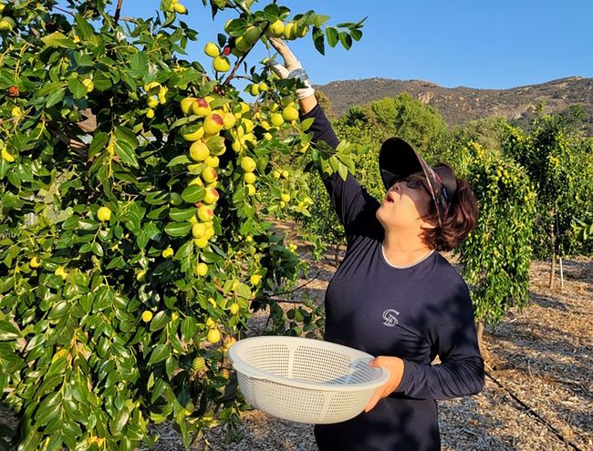밸리센터 소재 ‘쉼터 농장’에서 영양가도 풍부하고 맛도 좋은 사과대추를 대방출한다. 농장을 운영하는 우순이씨가 대추를 직접 따고 있다.