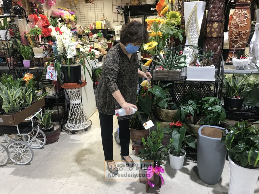 11일 둘루스에 있는 베스트 플라워 매장에서 권미자 플로리스트가 식물에 영양제를 주고 있다.  
