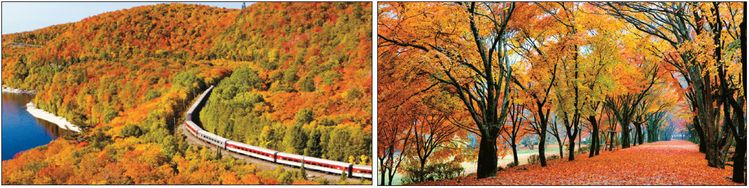 9월 초순부터 한인 여행사들이 앞다퉈 가을맞이 단풍관광 상품 홍보에 나서고 있다. 한국 내장산 단풍길(오른쪽)과 캐나다 아가와 협곡 단풍열차 풍경이다. [정읍시/US아주투어 홈페이지]