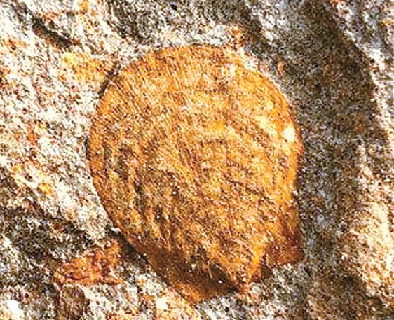 지난 1일 발견된 가리비 조개 화석.