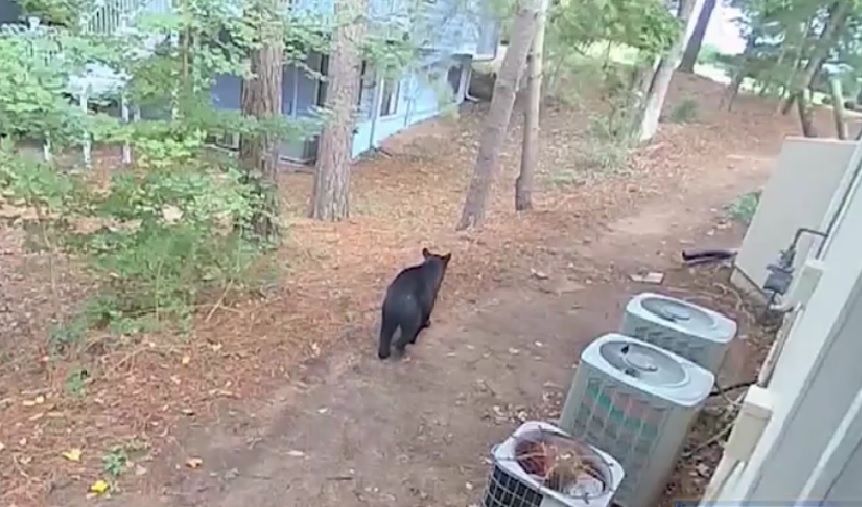지난달 28일 존스크릭 주택가에 나타난 곰의 모습이 카메라에 찍힌 모습. [사진 폭스5 뉴스]