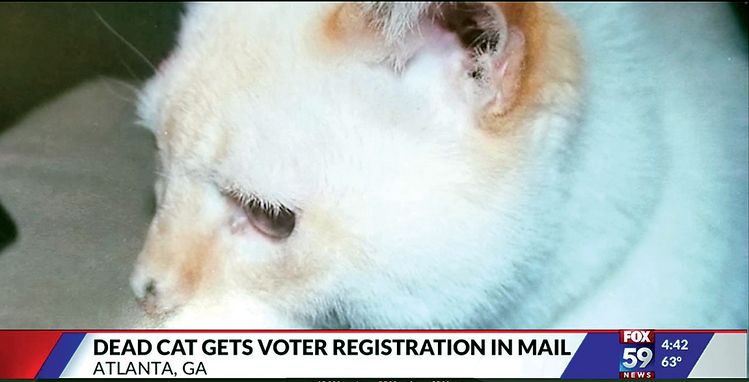 AP통신은 조지아주 애틀랜타에서 12년 전 죽은 고양이 이름으로 유권자 등록 신청서가 왔다고 지난달 보도했다. 신청서 수신인은 '코디 팀스'라는 이름의 죽은 고양이였다. [폭스TV 캡처]   