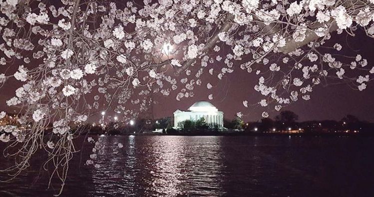 워싱턴DC 토머스제퍼슨 기념관 앞에 펼쳐진 벚꽃 야경. [사진 중앙포토]