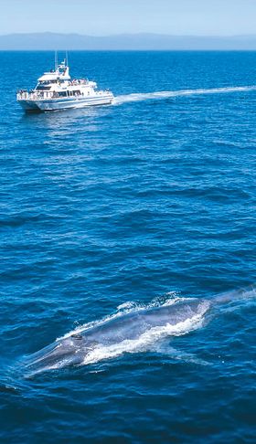 여름 시즌에 볼 수 있는 긴힌수염고래를 따라가고 있는 투어선. [콘도르 익스프레스 페이스북 캡처]