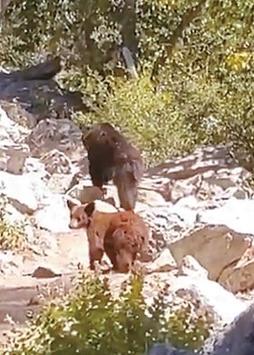 패러다이스 밸리 트레일에서 만난 곰 두 마리.