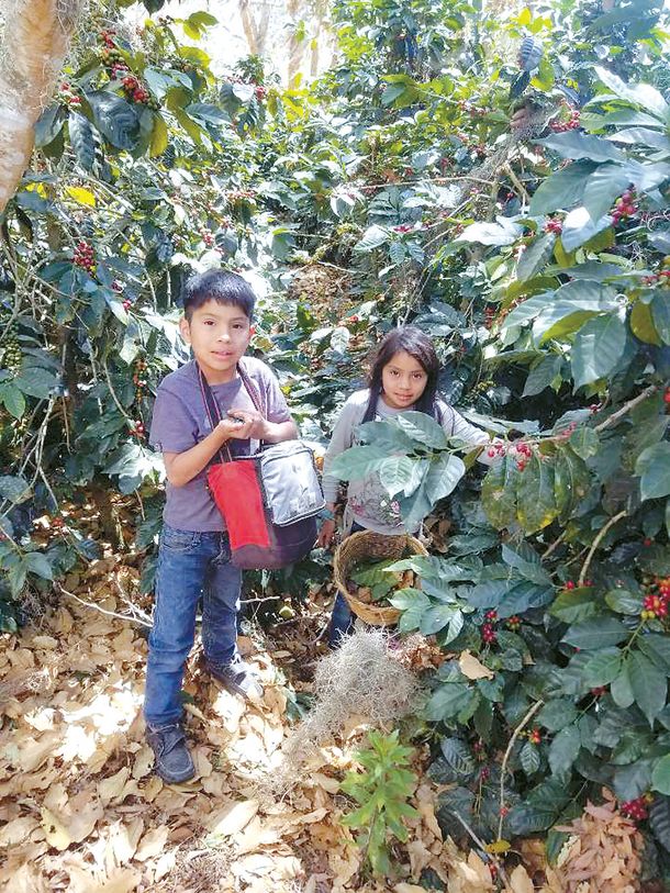 온누라스 커피농장(Ocotepeque)에서 커피를 수확하고 있는 아이들.