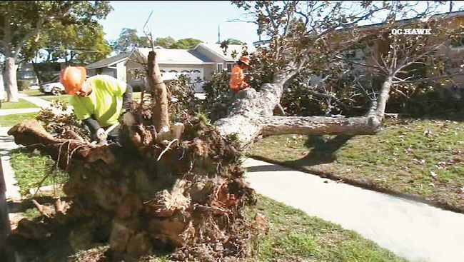 샌타애나 강풍으로 22일 LA한인타운 인근 로스펠리츠 지역 주택가의 대형 나무가 뿌리째 뽑혔다. 관계 당국이 현장으로 출동해 나무 제거작업을 벌이고 있다. 김상진 기자