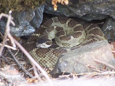 뱀들의 활동이 왕성해지면서 뱀에 물려 병원으로 이송되는 주민들이 나타나고 있다. 사진은 바위 주변에서 많이 발견되고 있는 방울뱀.