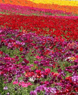 칼스배드 플라워 필드를 가득 채운 형형색색의 라눈쿨루스 꽃밭이 오는 3월 1일 개장한다.