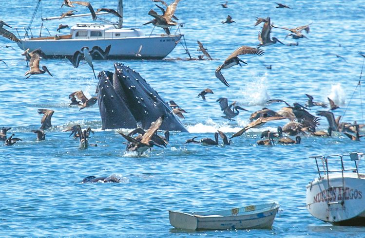 아빌라비치 해안에서 혹등고래가 먹이 섭취에 나서고 있다. [마이크 베어드 제공]
