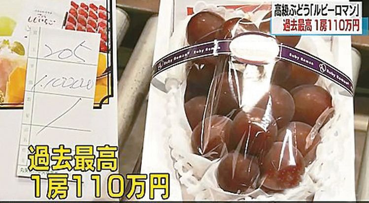 세계에서 가장 비싼 값에 팔린 루비 로만 포도. 24알이 달린 한 송이가 1만1000달러에 팔렸다. [NHK 월드 뉴스 화면 캡처]
