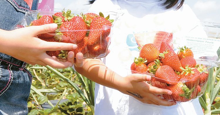 타나카 농장서 제공하는 투고 용기에 담긴 싱싱한 딸기들. 박낙희 기자