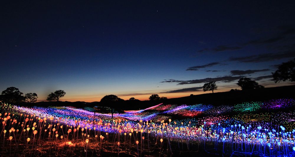 태양광으로 작동하는 6만여개의 광섬유 전구들이 저녁노을을 배경으로 센소리오 아트센터 야외들판을 형형색색으로 물들이며 환상적인 풍경을 연출하고 있다. [Copyright©Bruce Munro]