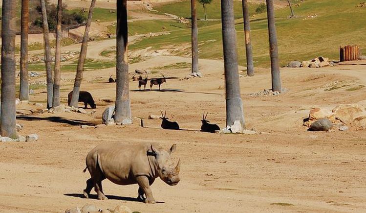 사파리 파크 중앙에 있는 드넓은 대지에서 어슬렁거리는 코뿔소 모습이 보인다. 