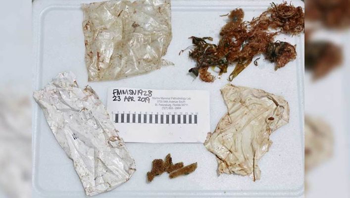 The plastic waste that was found inside the stomach of a baby dolphin found in Florida. [Source: Associated Press, Florida Fish and Wildlife Conservation Commission]