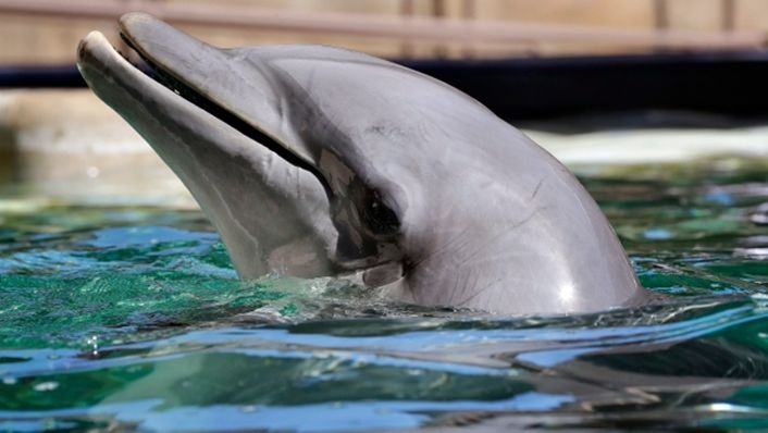 The increase in plastic waste greatly affects marine animals such as this dolphin. [Source: Associated Press, Matt York]