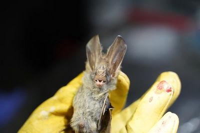 파스퇴르 연구소의 연구원이 지난 8월 캄보디아에서 포획한 박쥐를 잡고 있다. [연합뉴스]