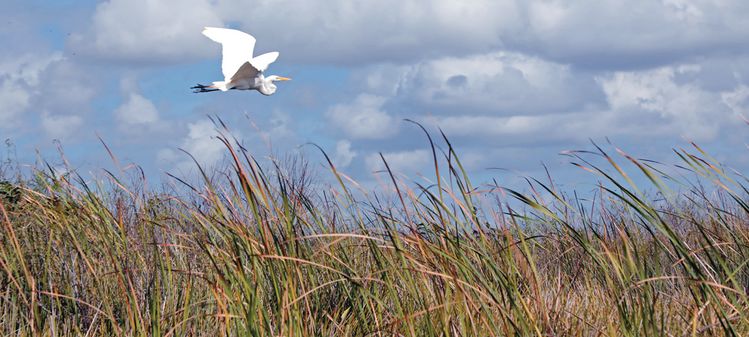 에어보트 소리에 놀란 백로가 무성한 소그래스 늪지 위를 날아가고 있다. 적막해 보여도 이곳은 생물 수백종의 서식지다. 매너티, 플로리다 퓨마 등 멸종위기종 38종은 더욱 각별하게 보호받고 있는 곳이기도 하다.